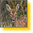 RoeDeerPrint2